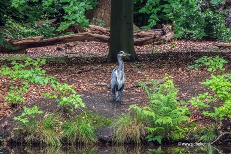 Blauwe reiger