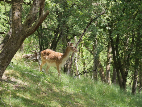 Een damhert in de Amsterdamse Waterleidingduinen