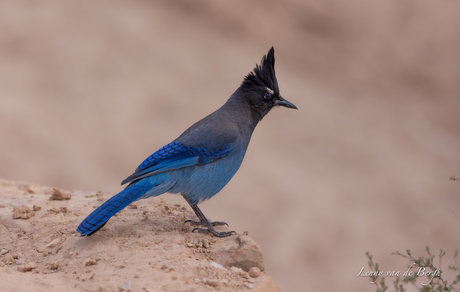 Stellar's Jay