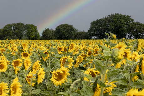 Zonnebloemenveld