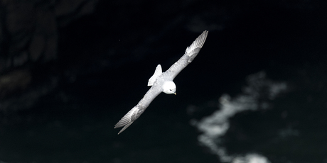 Noordse stormvogel tegen donkere kliffen