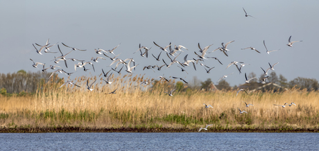 Een vlucht visdiefjes