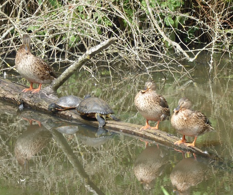 Schildpadden en eenden