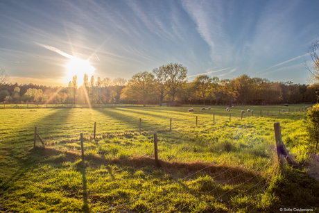 Sunset at a sheep pasture