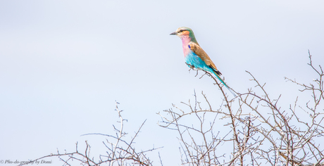 Lilac Breasted Roller