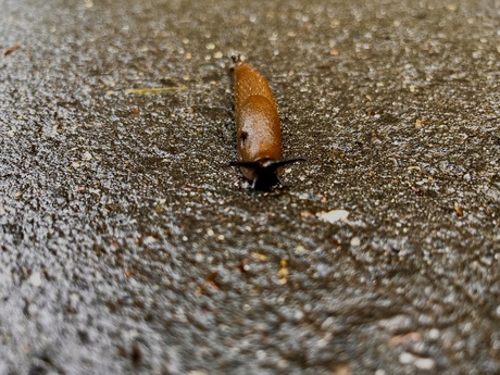 Onderweg….
