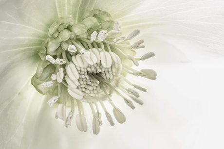 helleborus