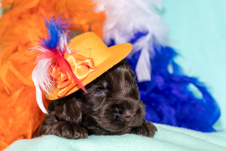 Cocker spaniel pup