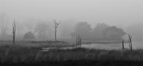 Vennen in de mist