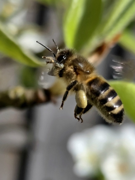 Honingbij 