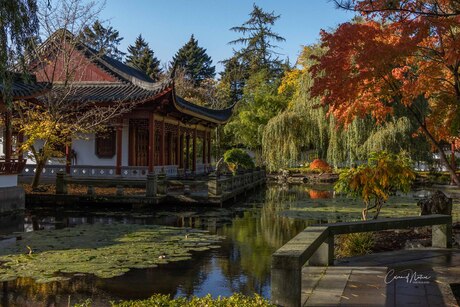 Hortus in herfstkleuren 