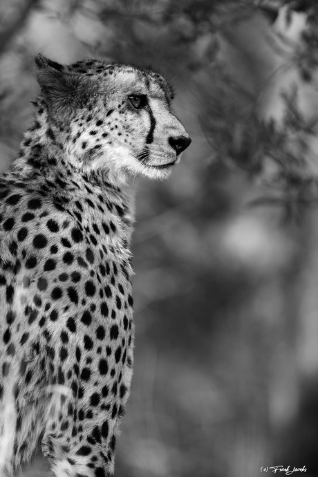 Cheetah