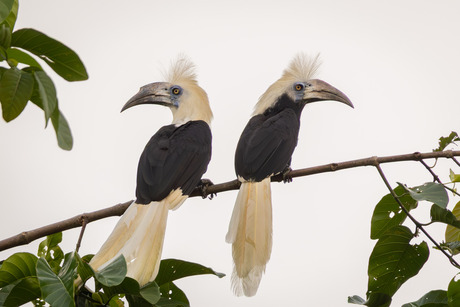 Mr & Mrs Langkuifneushoornvogel