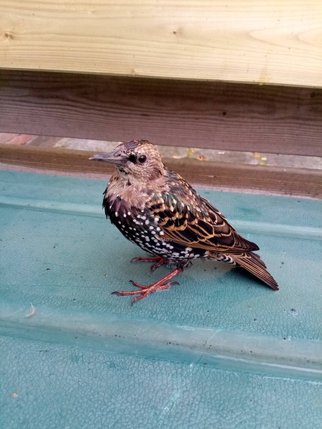 Een spreeuw in shock