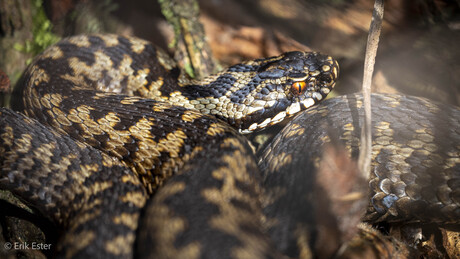 Adder