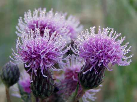 Distelbloem met ochtenddauw