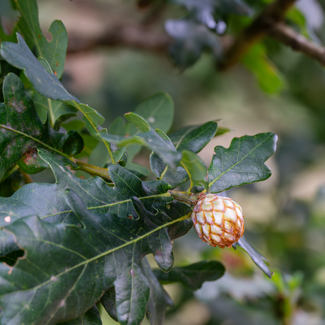 De bossen bij Amerongen