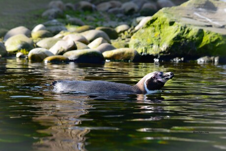 Humboldt Pinguïns 