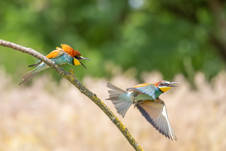 Maak dat je wegkomt..