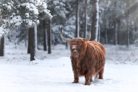 Schotse hooglander in winterlandschap