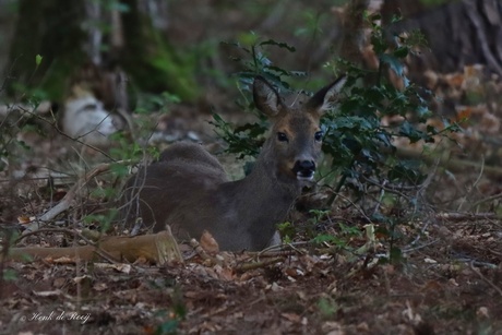 Ze was nog niet zover.