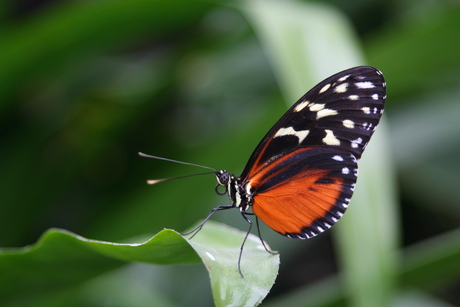 Orchideeën en vlindertuin - juni 2010.