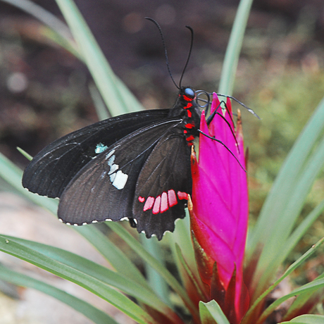 Parides iphidamas 