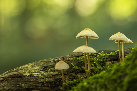 Helmmycena in het bos.