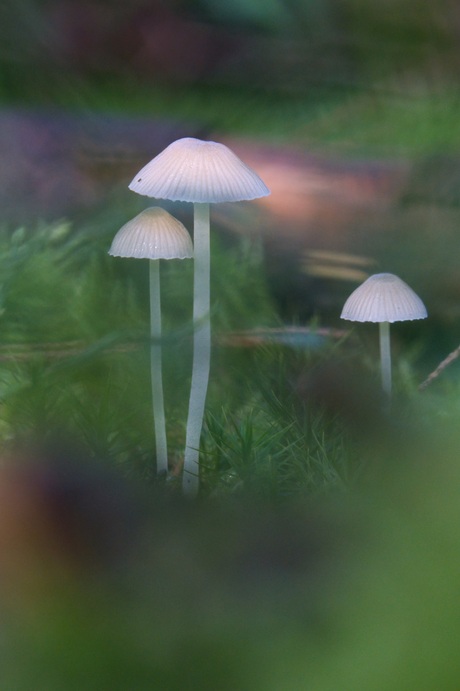 Paddenstoelen tijd