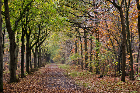 herfst