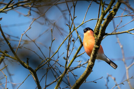 Goudvink op de uitkijk