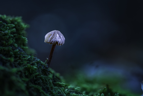 Eenzame Mycena