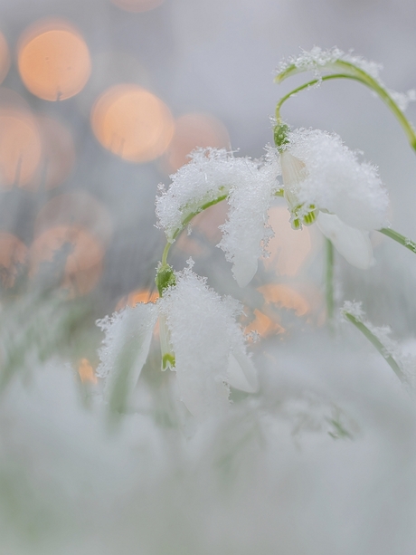 Sneeuw-Sneeuwklokjes