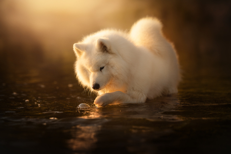 Bubbels