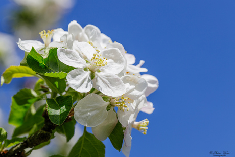 Appelbloesem