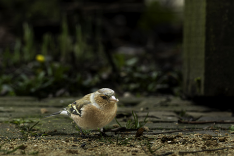 Vink