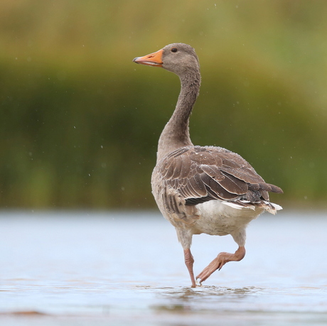 Grauwe Gans