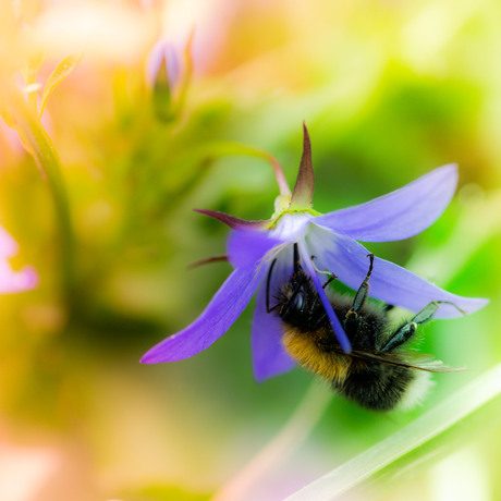 Boomhommel in klokjesbloem