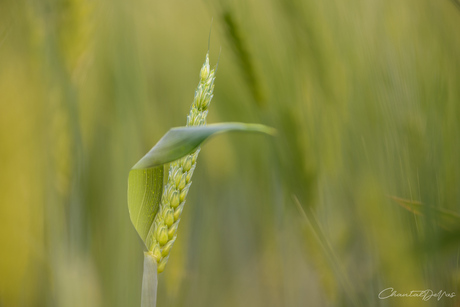 Korenhaar 