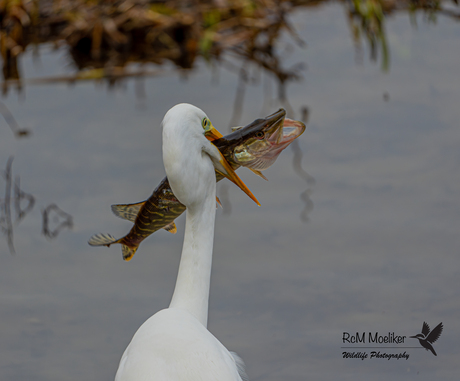 De grote zilverreiger.