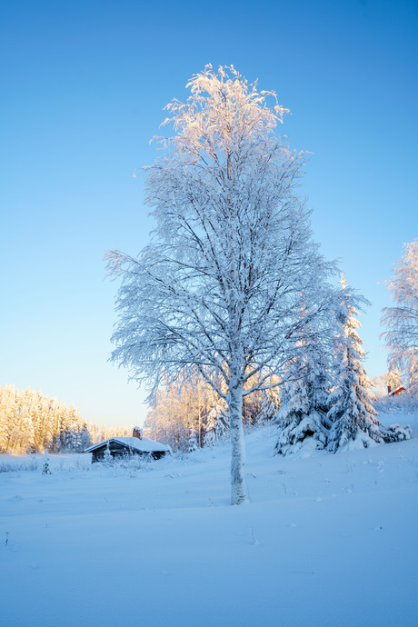 Shades of snow  nr. 3