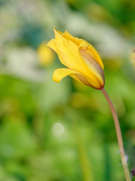 Wilde bos tulp ....