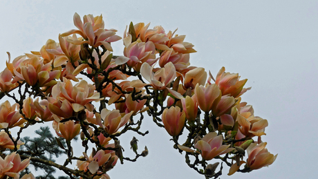 Magnolia  peachy