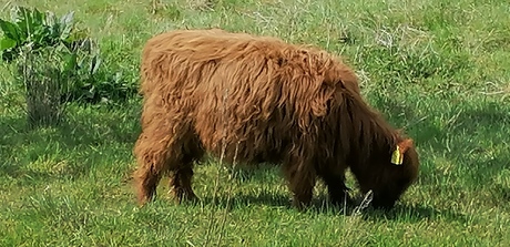 Grote grazers - Schotse Hooglander