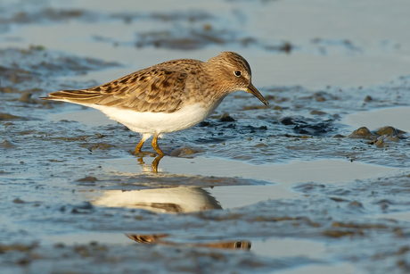 Temmincks Strandloper