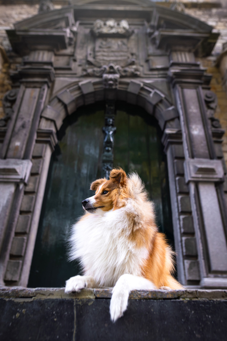 King of the City
