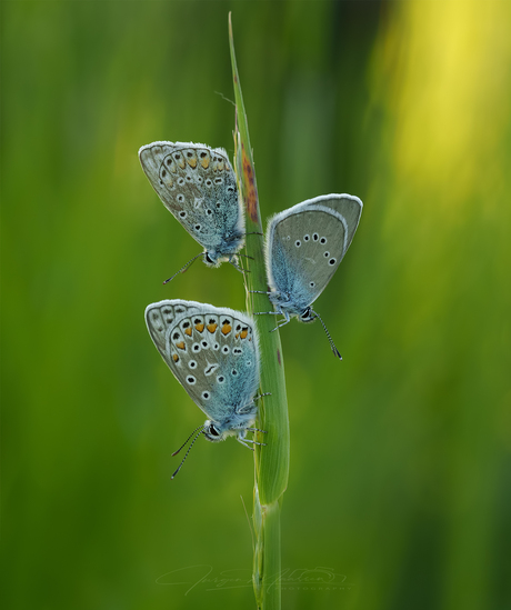 Blauwtjes.