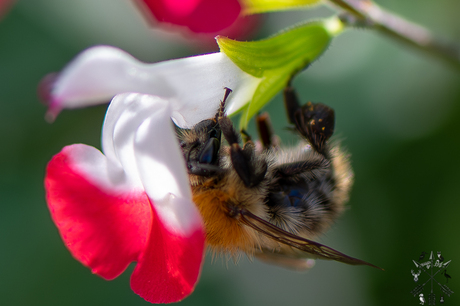Hard werkende bij(Gewone Sachembij?)