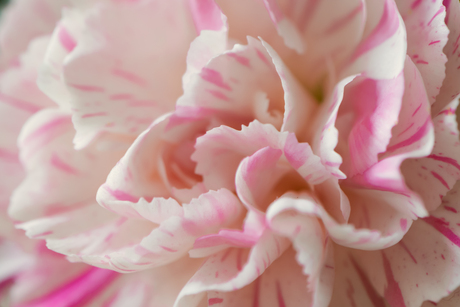 Macro roze bloem