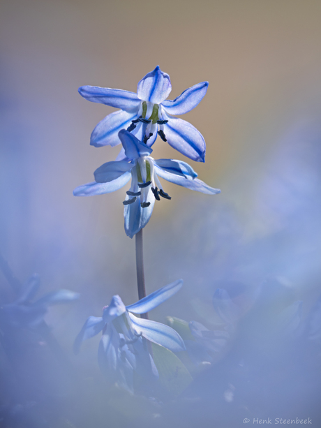 Sterhyacint in tegenlicht